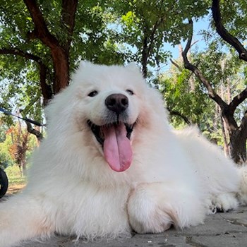 thumbnail petsitter București or pet nanny for dogs cats