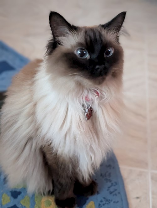 Igă- petsitter București sau Bonă pentru animale pentru câini pisici