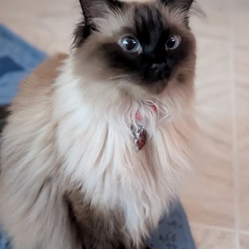 thumbnail petsitter București sau bonă pentru animale pentru câini pisici