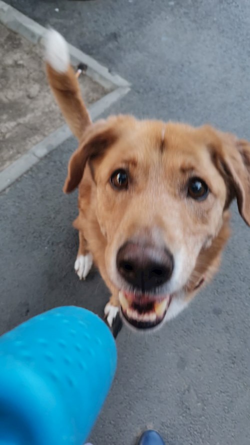 Igă- petsitter București sau Bonă pentru animale pentru câini pisici