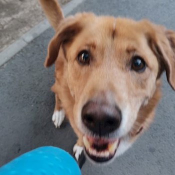 thumbnail petsitter București sau bonă pentru animale pentru câini pisici