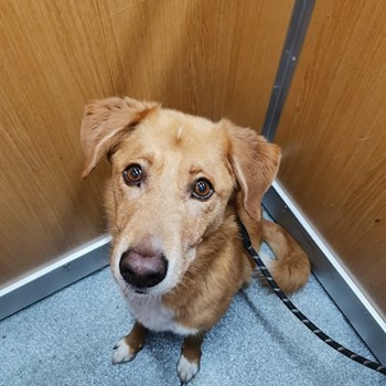 thumbnail petsitter București sau bonă pentru animale pentru câini pisici