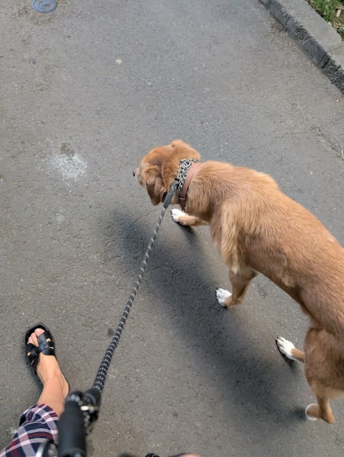 Igă- petsitter București sau Bonă pentru animale pentru câini pisici