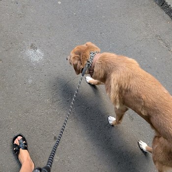 thumbnail petsitter București sau bonă pentru animale pentru câini pisici