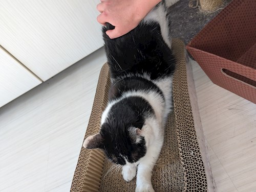 Igă- petsitter București sau Bonă pentru animale pentru câini pisici