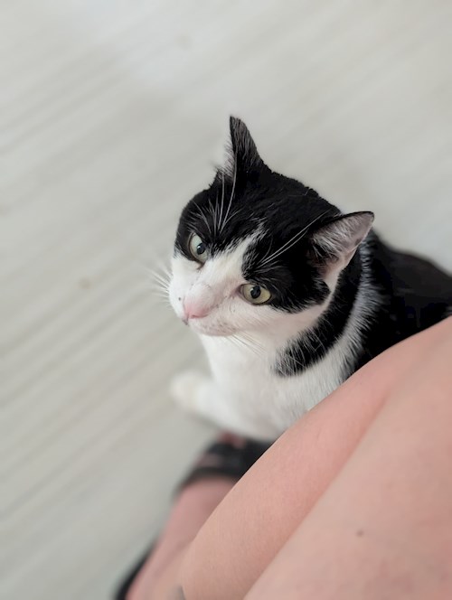 Igă- petsitter București sau Bonă pentru animale pentru câini pisici