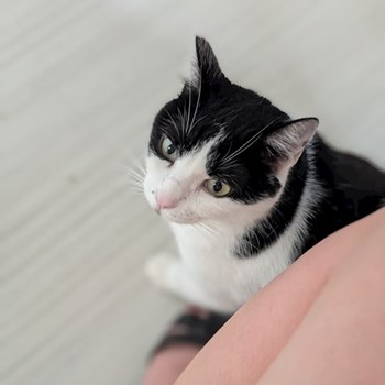 thumbnail petsitter București sau bonă pentru animale pentru câini pisici