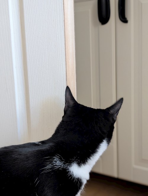 Igă- petsitter București sau Bonă pentru animale pentru câini pisici