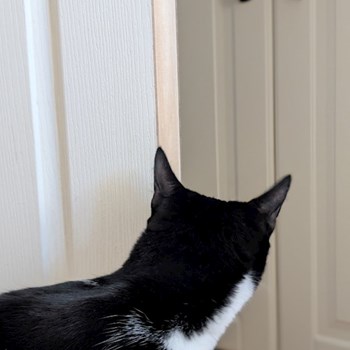 thumbnail petsitter București sau bonă pentru animale pentru câini pisici