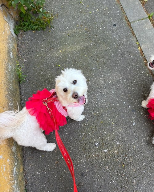 Cordos- petsitter București or Pet nanny for dogs cats 