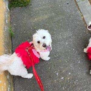 petsitter București sau Bonă pentru animale pentru Câini Pisici