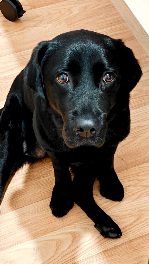 Remus- petsitter București or Pet nanny for dogs cats