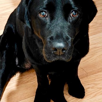 thumbnail petsitter București or pet nanny for dogs cats