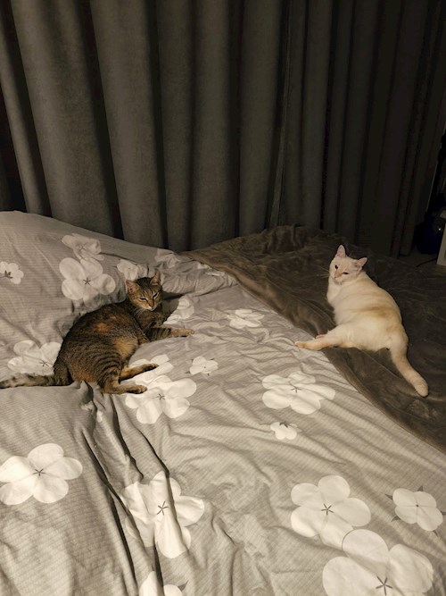 Tudor- petsitter Florești sau Bonă pentru animale pentru câini pisici