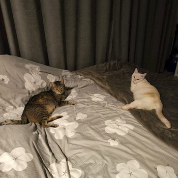 thumbnail petsitter Florești sau bonă pentru animale pentru câini pisici