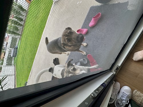 Iasmina- petsitter Oradea sau Bonă pentru animale pentru câini pisici