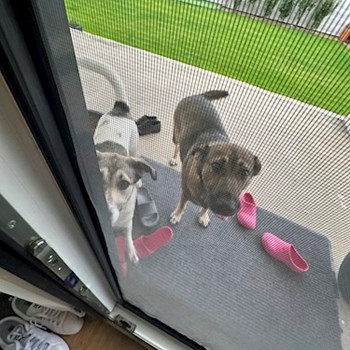 thumbnail petsitter Oradea sau bonă pentru animale pentru câini pisici