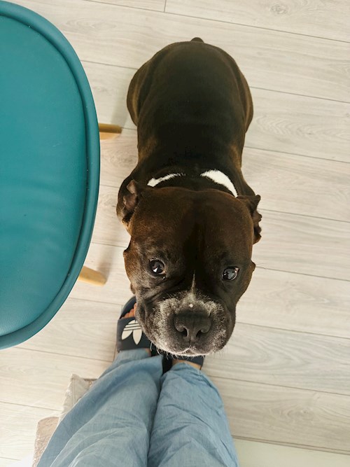 Iasmina- petsitter Oradea sau Bonă pentru animale pentru câini pisici