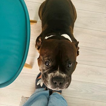 thumbnail petsitter Oradea sau bonă pentru animale pentru câini pisici