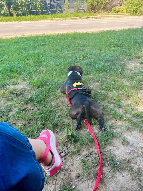 Iasmina- petsitter Oradea sau Bonă pentru animale pentru câini pisici