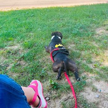 thumbnail petsitter Oradea sau bonă pentru animale pentru câini pisici