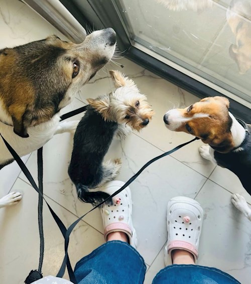 Iasmina- petsitter Oradea sau Bonă pentru animale pentru câini pisici