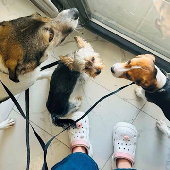 thumbnail petsitter Oradea sau bonă pentru animale pentru câini pisici