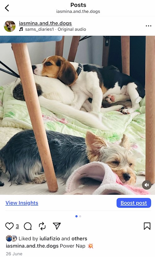 Iasmina- petsitter Oradea sau Bonă pentru animale pentru câini pisici