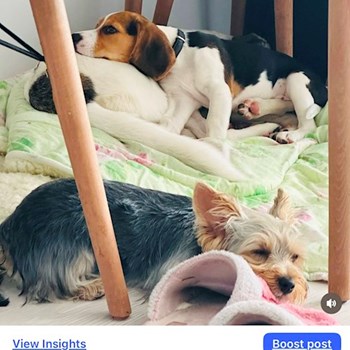 thumbnail petsitter Oradea sau bonă pentru animale pentru câini pisici