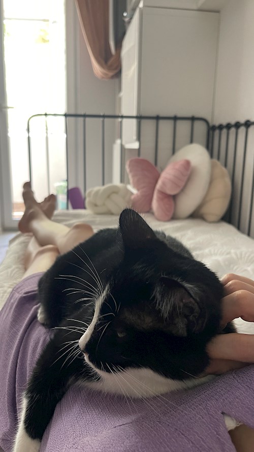 Andreea- petsitter București or Pet nanny for dogs cats