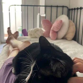 thumbnail petsitter București or pet nanny for dogs cats