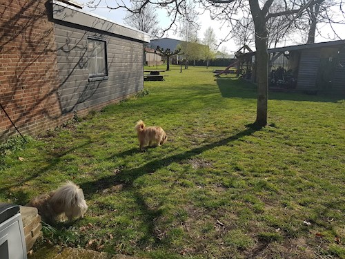 Raluca- petsitter Timișoara or Pet nanny for dogs cats 