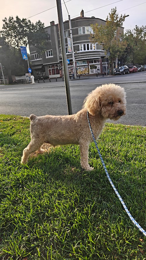 Remus- petsitter București or Pet nanny for dogs cats