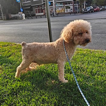 thumbnail petsitter București or pet nanny for dogs cats