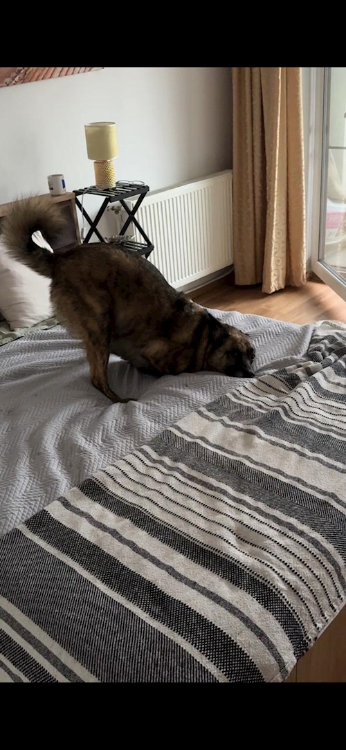 Croitoru- petsitter Florești sau Bonă pentru animale pentru câini pisici