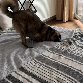 thumbnail petsitter Florești sau bonă pentru animale pentru câini pisici