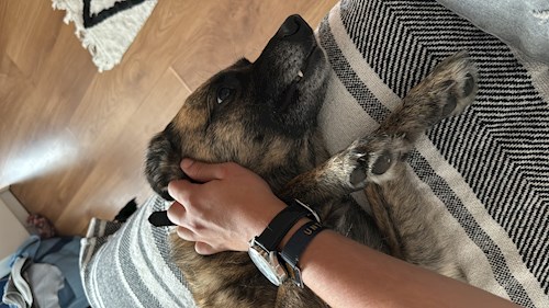 Croitoru- petsitter Florești sau Bonă pentru animale pentru câini pisici