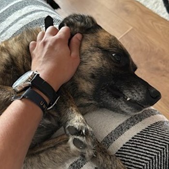 thumbnail petsitter Florești sau bonă pentru animale pentru câini pisici