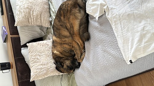 Croitoru- petsitter Florești sau Bonă pentru animale pentru câini pisici