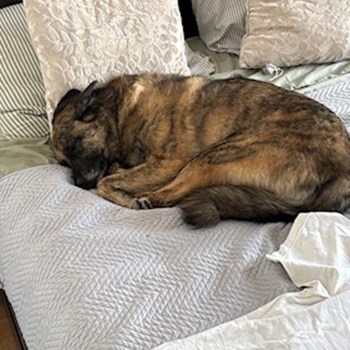 thumbnail petsitter Florești sau bonă pentru animale pentru câini pisici