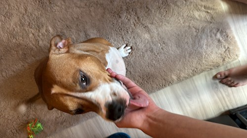 Croitoru- petsitter Florești sau Bonă pentru animale pentru câini pisici