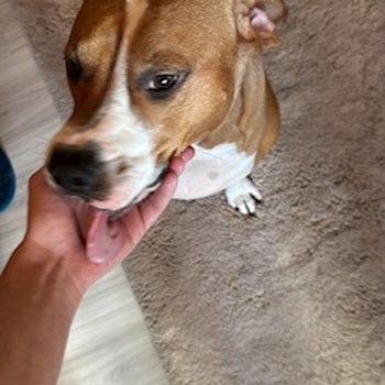 thumbnail petsitter Florești sau bonă pentru animale pentru câini pisici