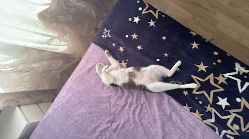 Croitoru- petsitter Florești sau Bonă pentru animale pentru câini pisici