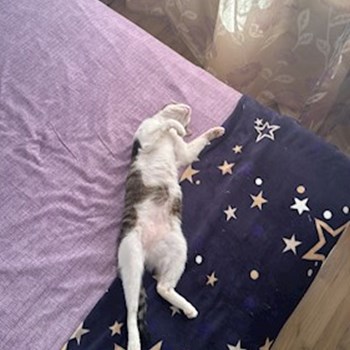 thumbnail petsitter Florești sau bonă pentru animale pentru câini pisici