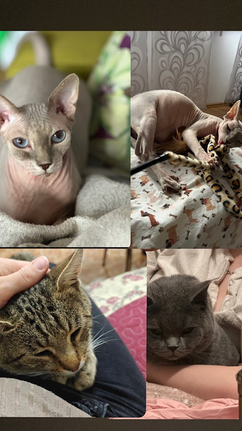 Bursuc- petsitter București sau Bonă pentru animale pentru câini pisici