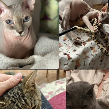 thumbnail petsitter București sau bonă pentru animale pentru câini pisici