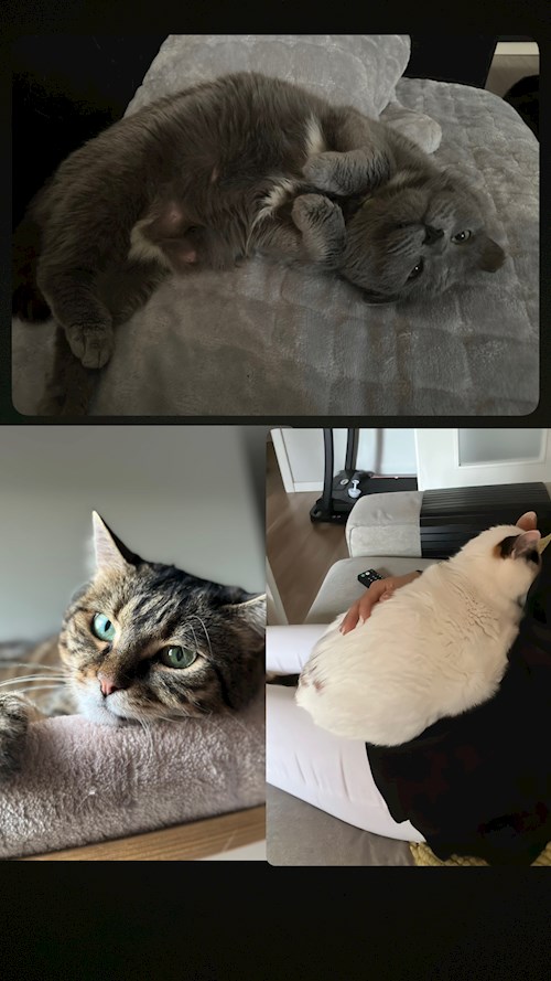 Bursuc- petsitter București sau Bonă pentru animale pentru câini pisici