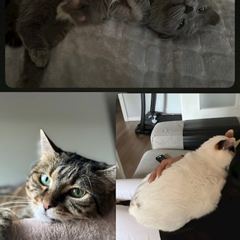 thumbnail petsitter București sau bonă pentru animale pentru câini pisici