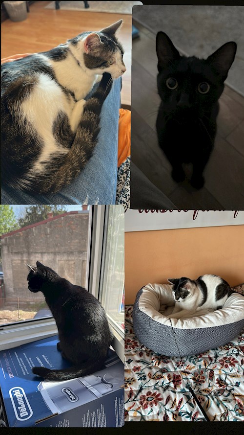 Bursuc- petsitter București sau Bonă pentru animale pentru câini pisici