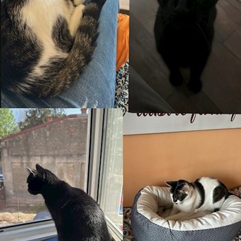 thumbnail petsitter București sau bonă pentru animale pentru câini pisici